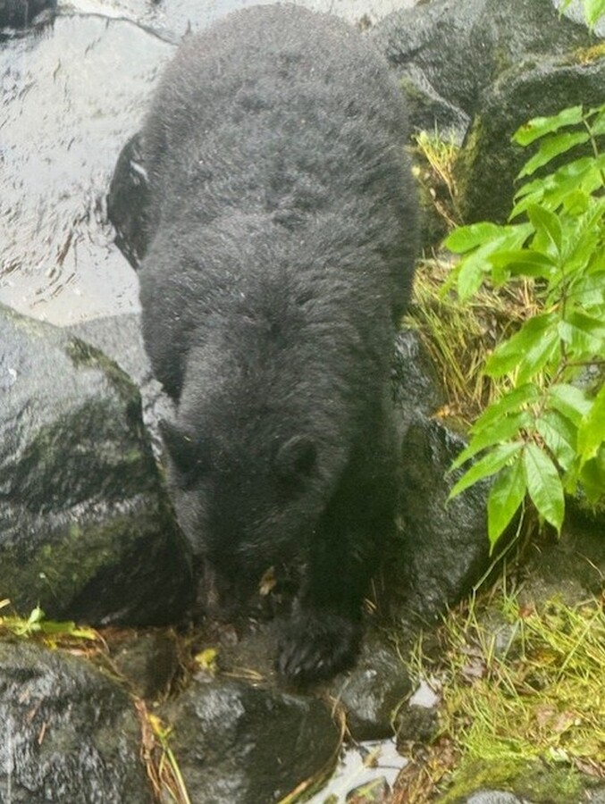 Alaskan Black Bear